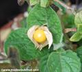 wild cape gooseberry ، pygmy groundcherry، SUNBERRY